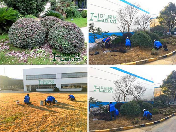 綠化養護項(xiang)目(mu)